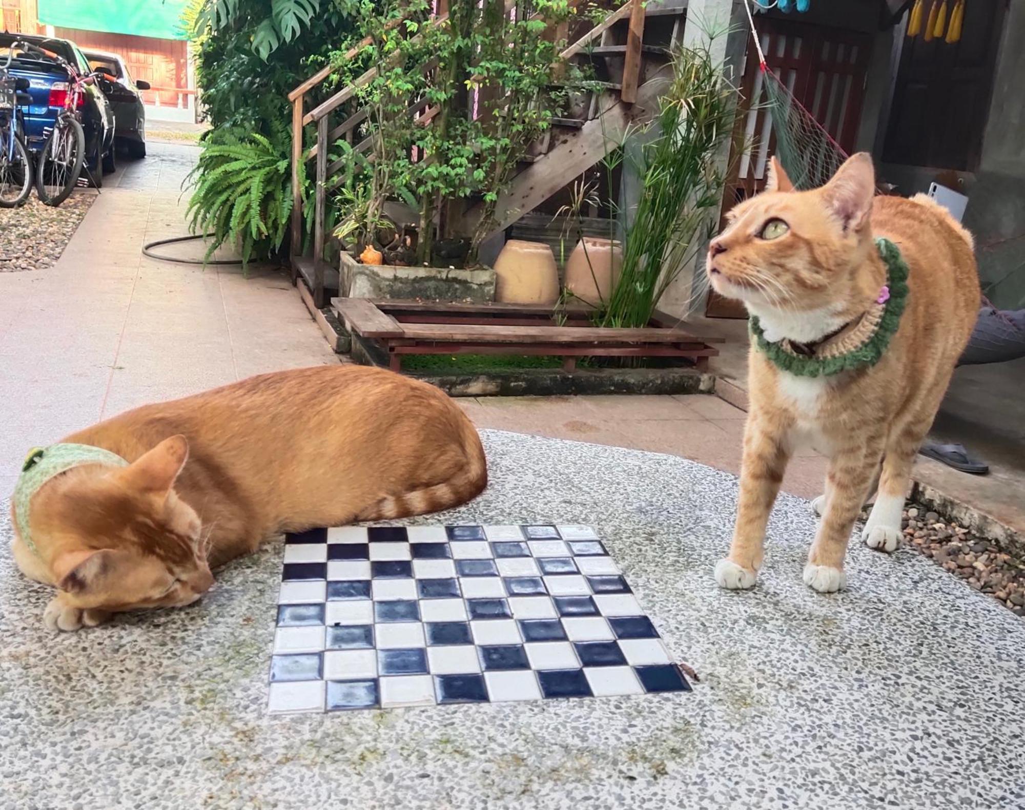 พืชไทยเชียงคาน Chiang Khan